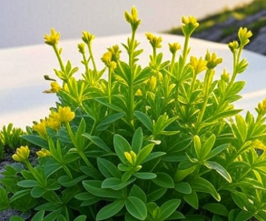 Rhodiola